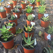 100 pcs Garden Labels