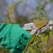 Garden Graft Pruner